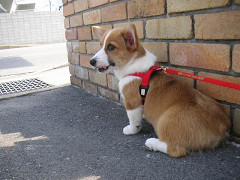 Resize of PICT0787_thumb.jpg